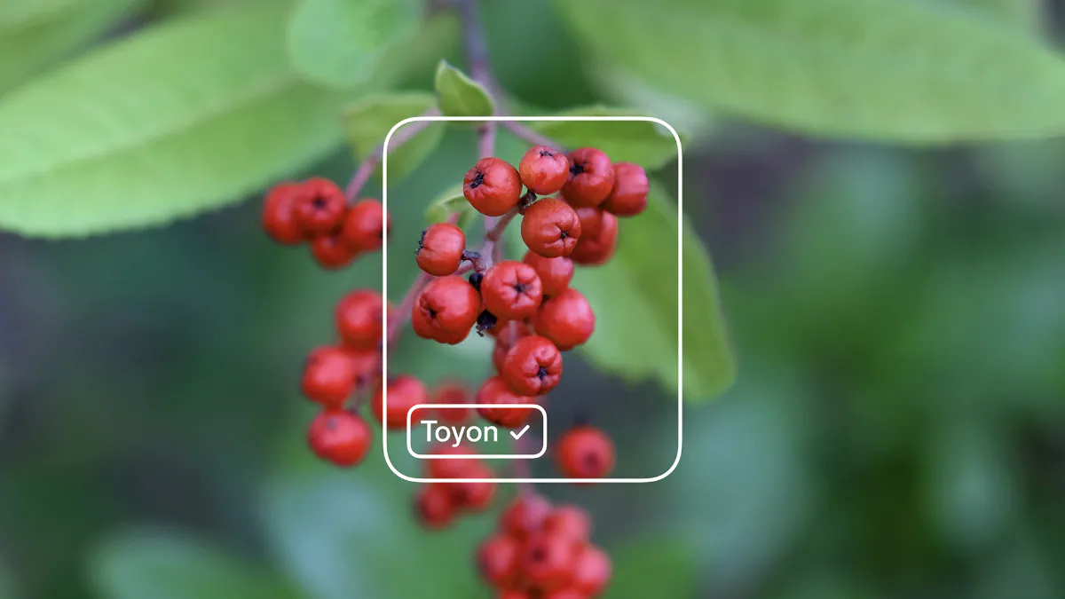 Microsoft Lobe Machine Learning Without Code App Now Available for Free
