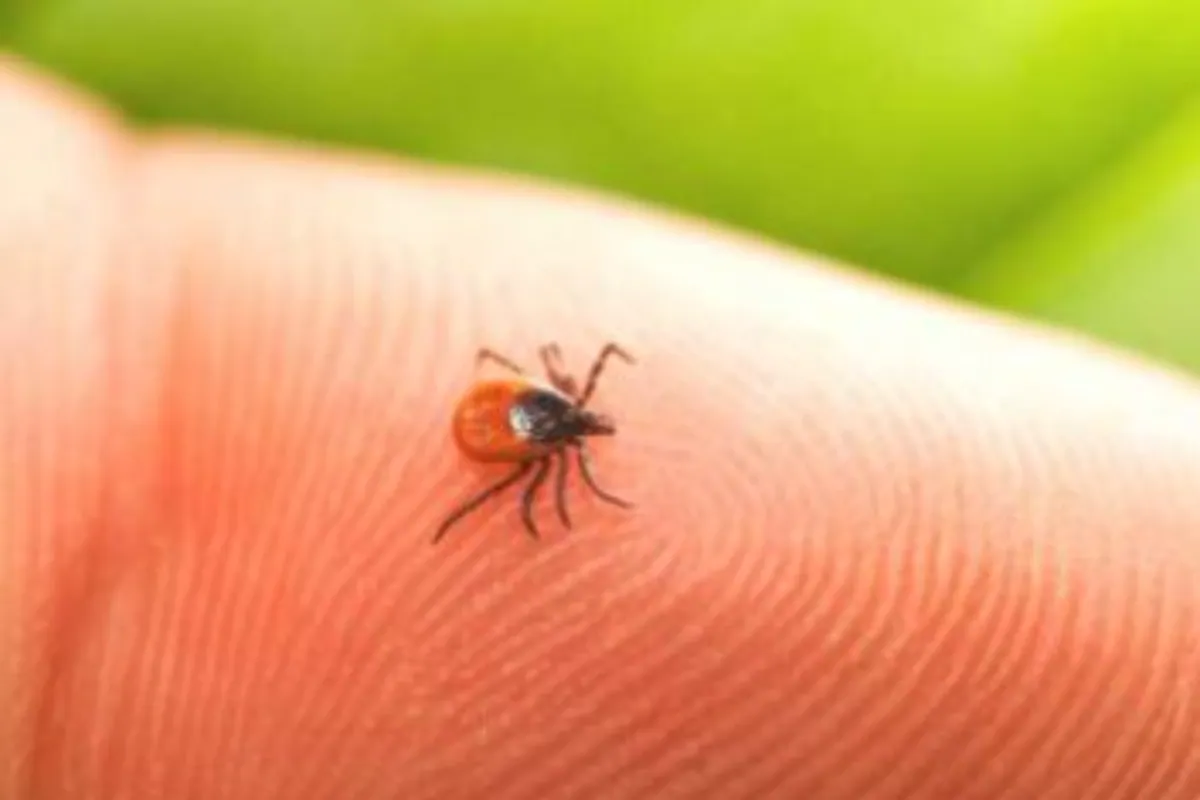 What is Lyme Disease and How Can You Prevent it