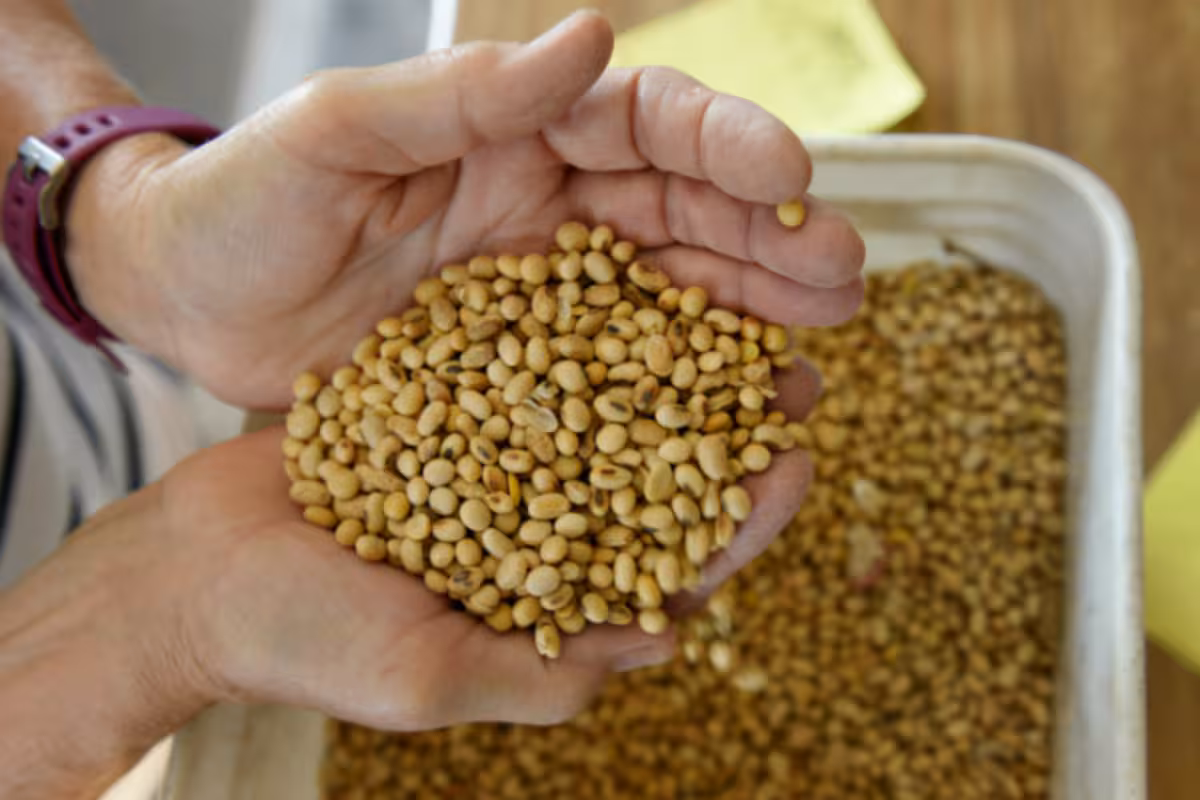 5 Health Benefits of Eating Soy Foods