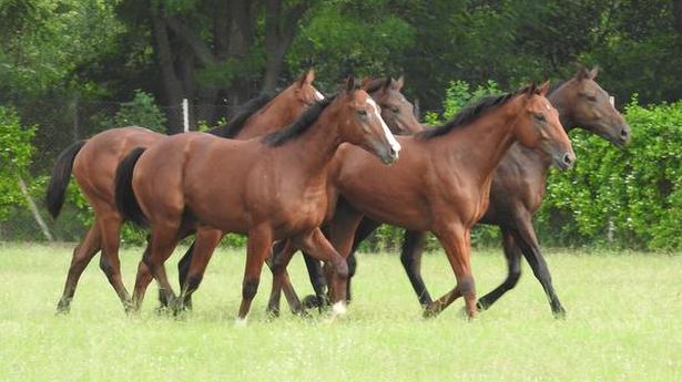 Madras Race Club’s annual auction sale on January 27
