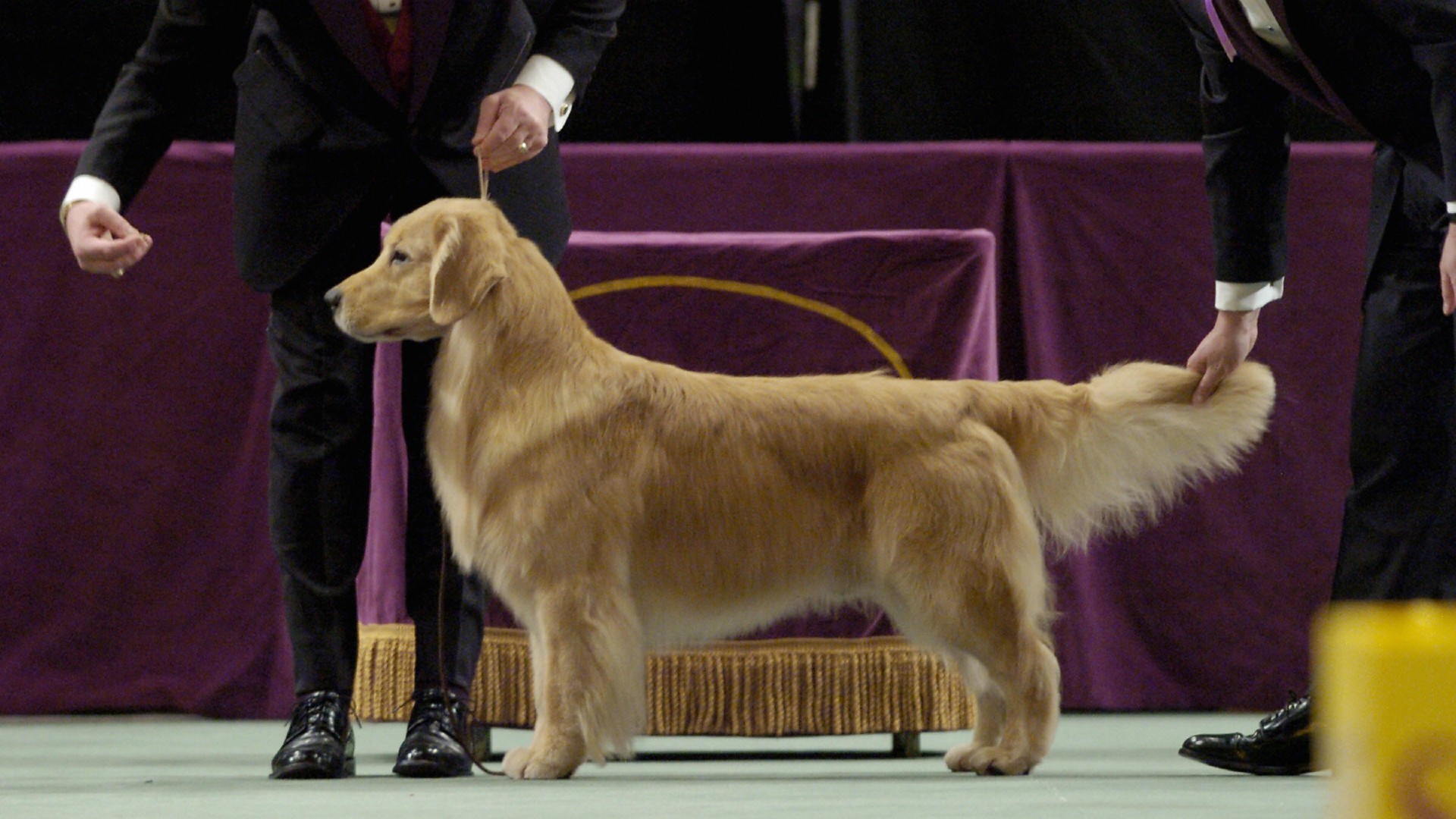 What channel is the Westminster Dog Show on today? Time, TV schedule for 2021 competition