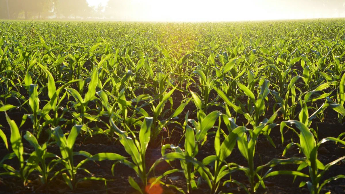 Artificial Photosynthesis Makes Food Production More Energy-Efficient