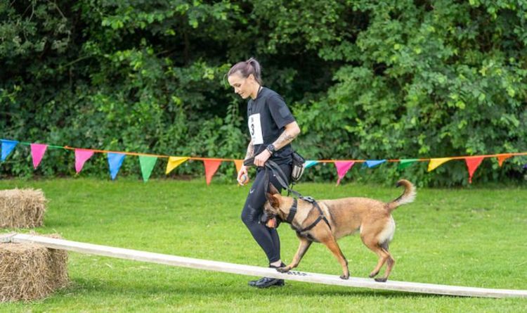 Bark Run: a summer of sport and fun for 140 dogs, from lazy Labradors to agile Akitas