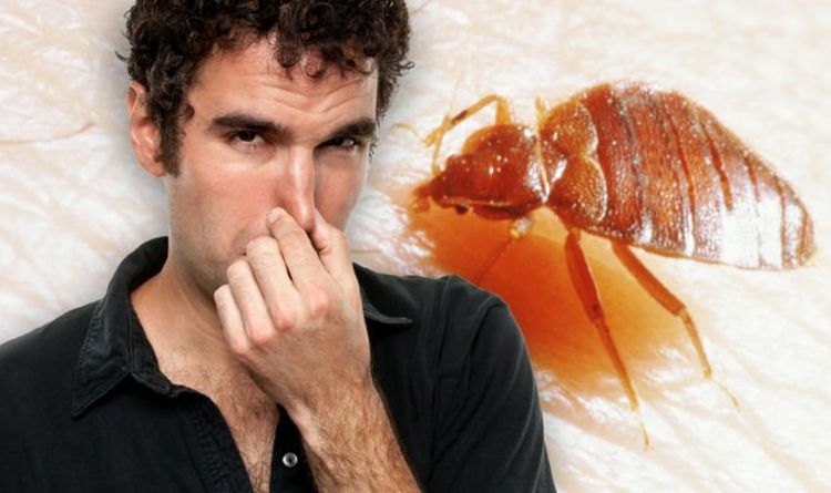 Bed bugs warning: Two key stinky signs of bed bugs - what does an infestation smell like?