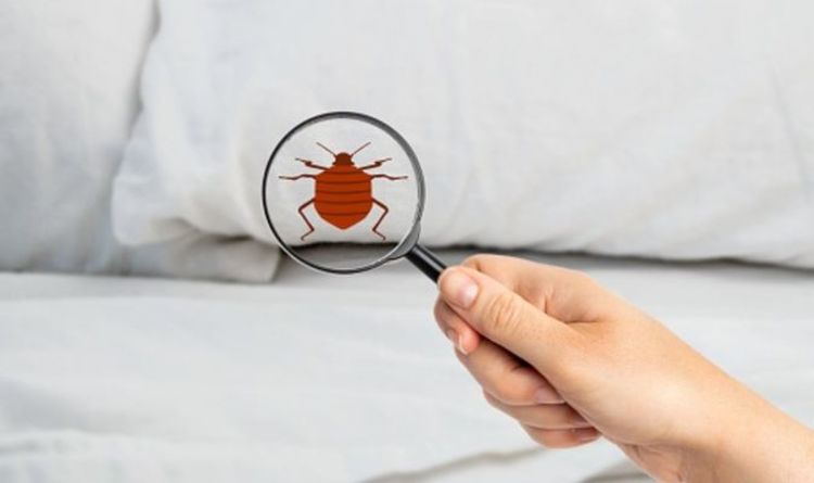 Bed bugs: How do you get bed bugs, what
