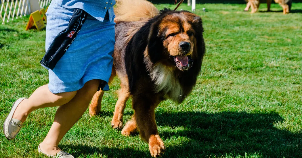 Westminster Dog Show Photos: Judgment Day