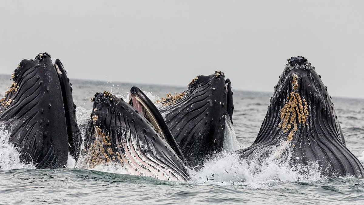 Whale Language May Be Soon Decoded by AI, Scientists Suggest