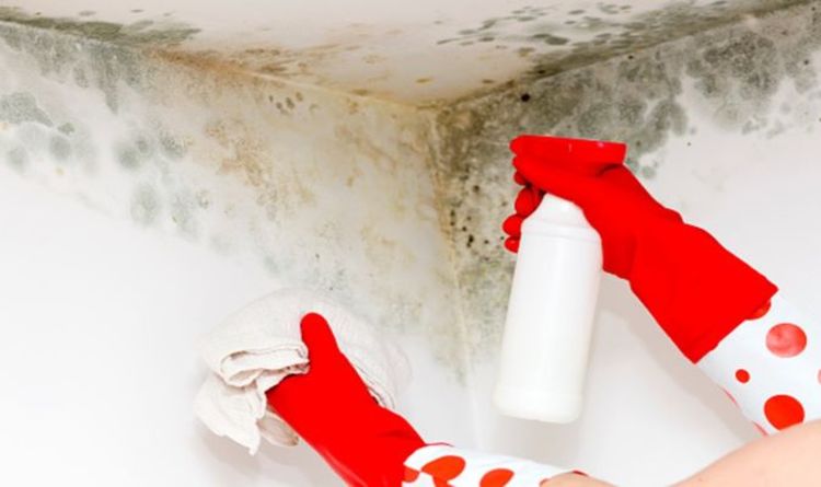 How to get mould off walls- the nine steps to banishing mould for good