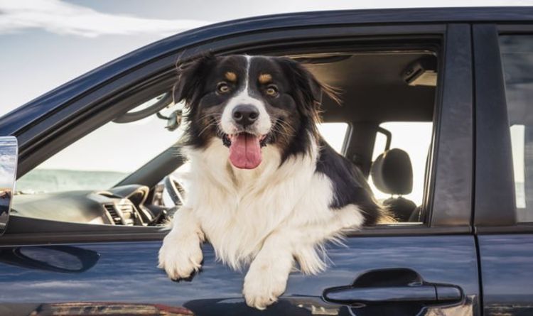 Dog owners risk £5,000 fine when driving with pets - the rules to follow