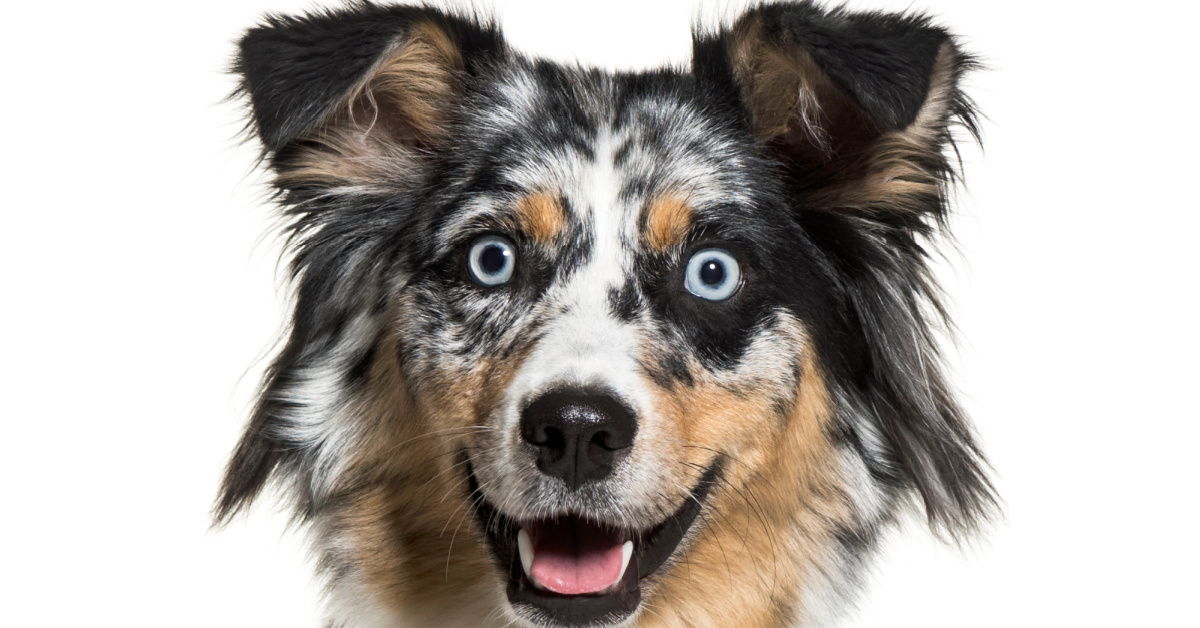 Helpful Dog Does the Dishes...Kinda [Video]