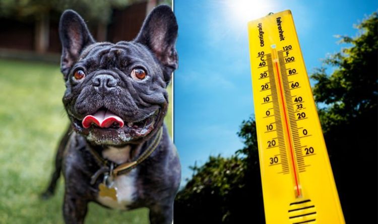 Dog death warning as bulldog dies from heatstroke and brain damage amid heatwave