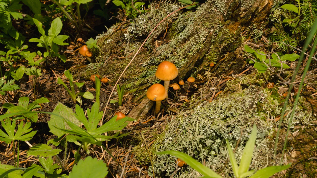 Why Mushrooms Are Beauty’s Latest All-Star Ingredient
