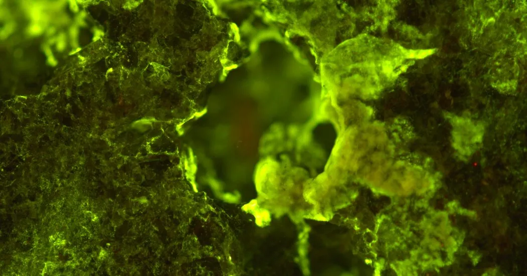 These Microbes May Help Future Martians and Moon People Mine Metals