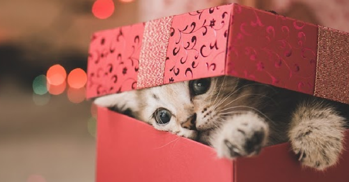 Cat Surprises 3-Year-Old For Christmas [Video]