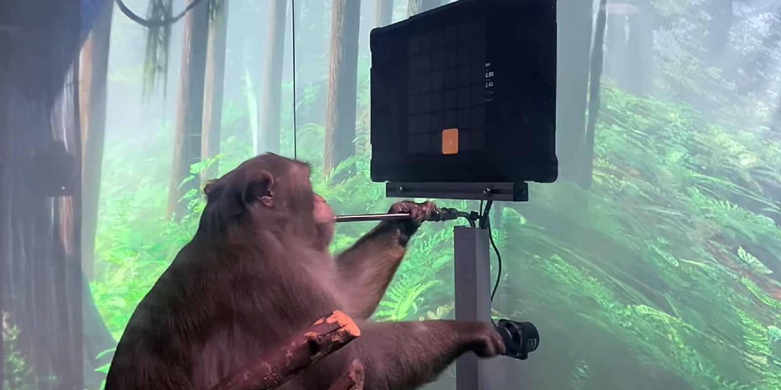 Neuralink shows off cyborg monkey playing ping-pong using a brain implant