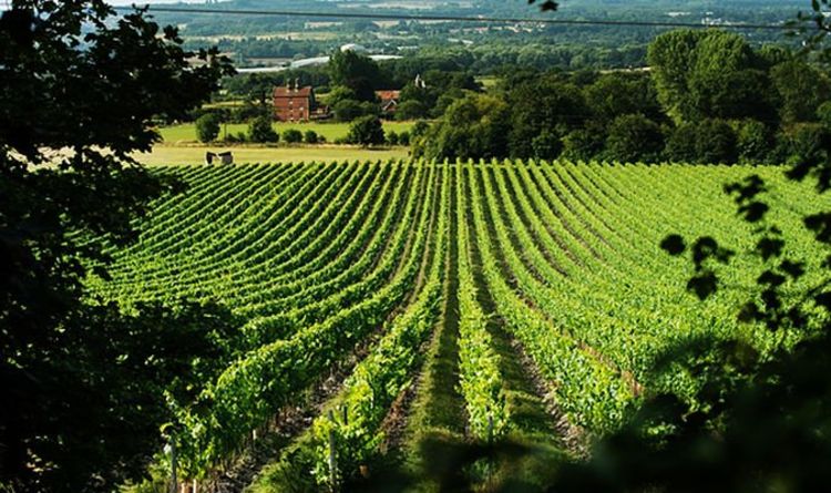Brilliantly British: English wine so good, even the French are buying it