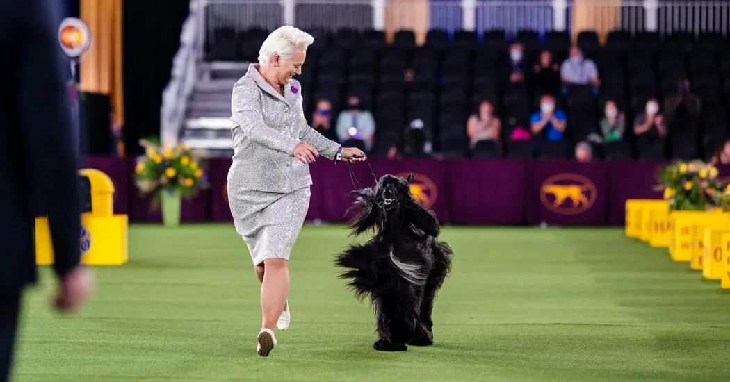 How to Watch the Westminster Dog Show