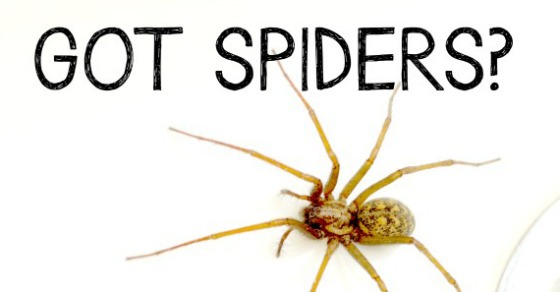 Easy DIY Natural Spider Repellent Spray to Keep Spiders Away | Kids Activities Blog