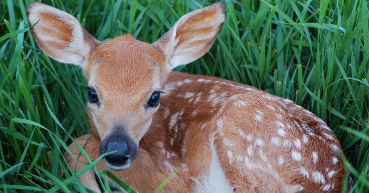 Man Saves Abandoned Baby Deer [Video] | Kids Activities Blog