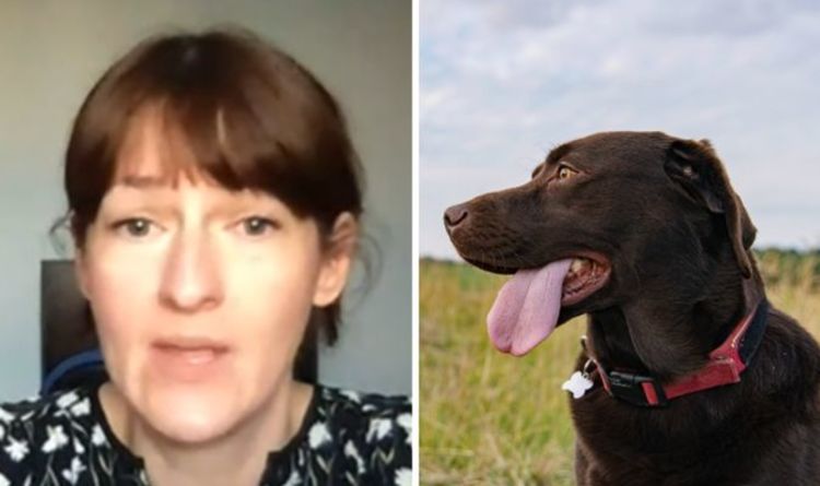 Keep your pets cool during heatwave - 'do NOT exercise dogs during the day'