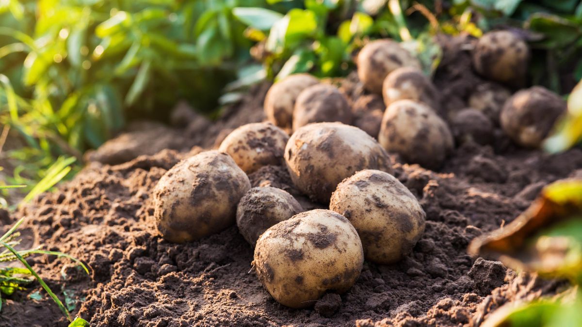 How to plant potatoes and when to do it