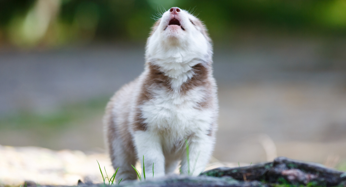 This Husky Puppy Trying To Howl For The First Time Is Absolutely Adorable! [Video]