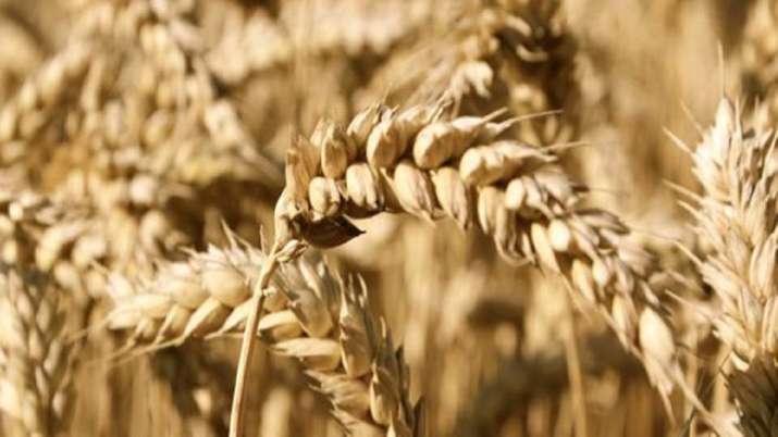 Ukraine's wheat harvest may fall by 35%, raising fears of global shortage