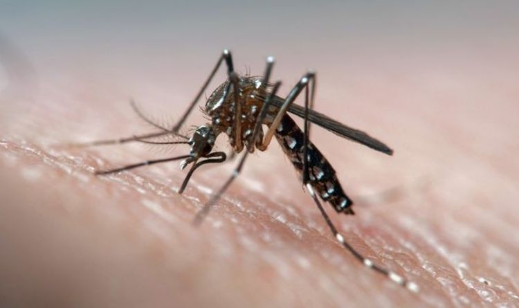 What NOT to use on insect bites - the four remedies to avoid