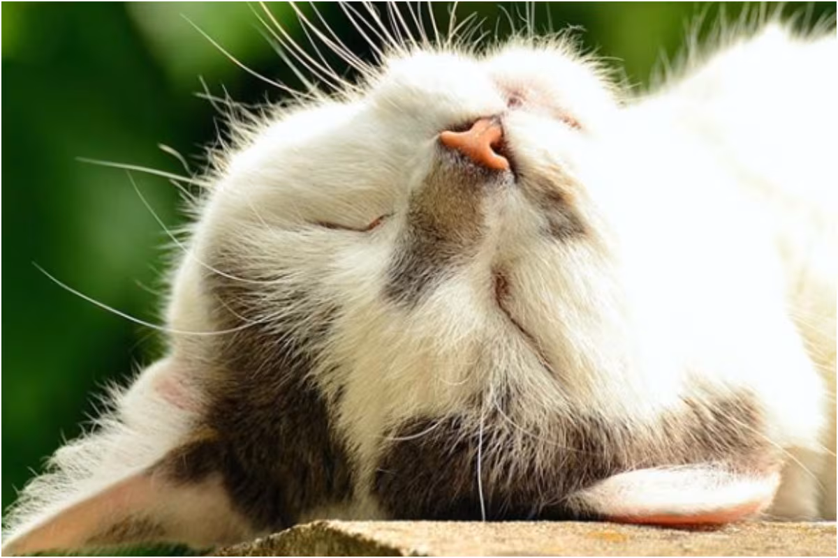 National Cat Day 2020: Funny Memes and Posts to Share on Social Media to Celebrate Human-Animal Bond