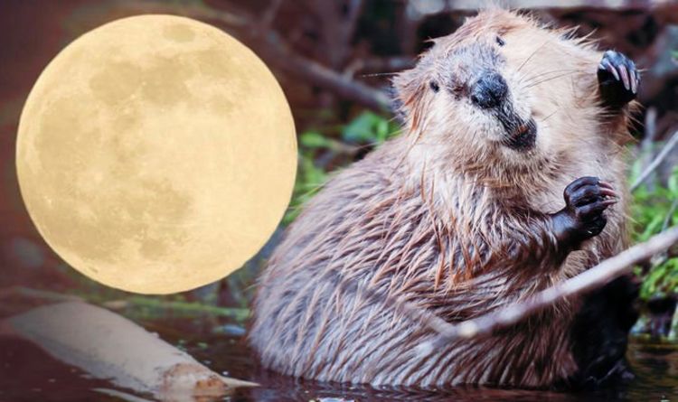 Full Moon spiritual meaning: What is the meaning of the Beaver Moon tomorrow?