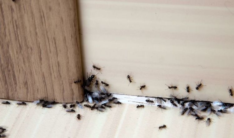 How to get rid of ants in the kitchen
