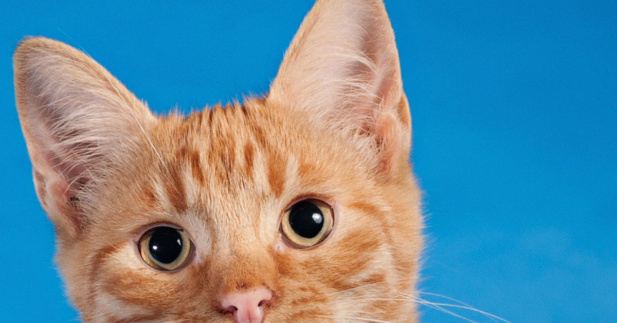 Dear Kitten Regarding The Dog...LOL [Video]