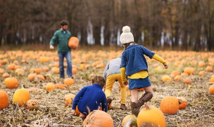 UK pumpkin patches mapped – where to pick pumpkins near you now