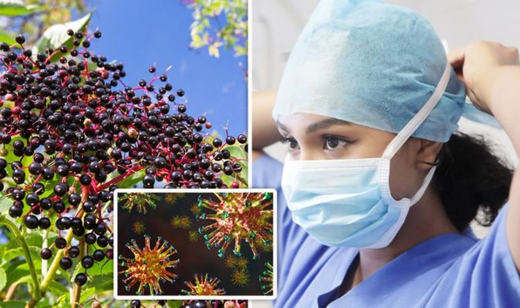 Coronavirus: Researchers investigate black elderberry as possible treatment for Covid