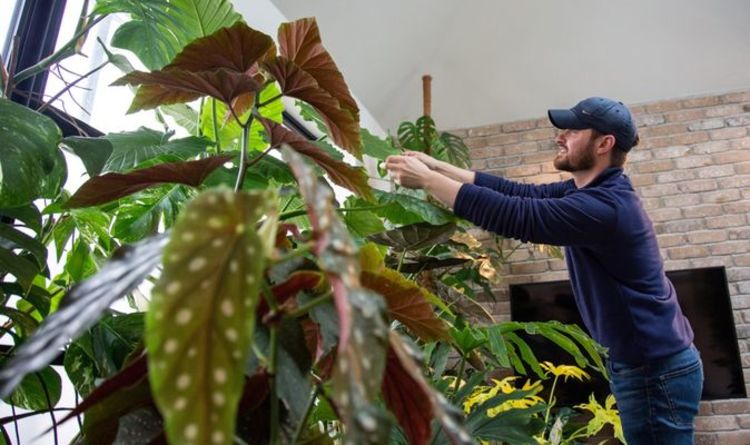 Average Brit spends £300 a year on house plants - and Gen Z are biggest fans, study finds