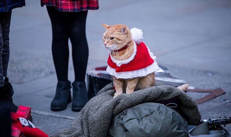A Street Cat Named Bob: Britain's favourite feline is back with a heart-warming sequel