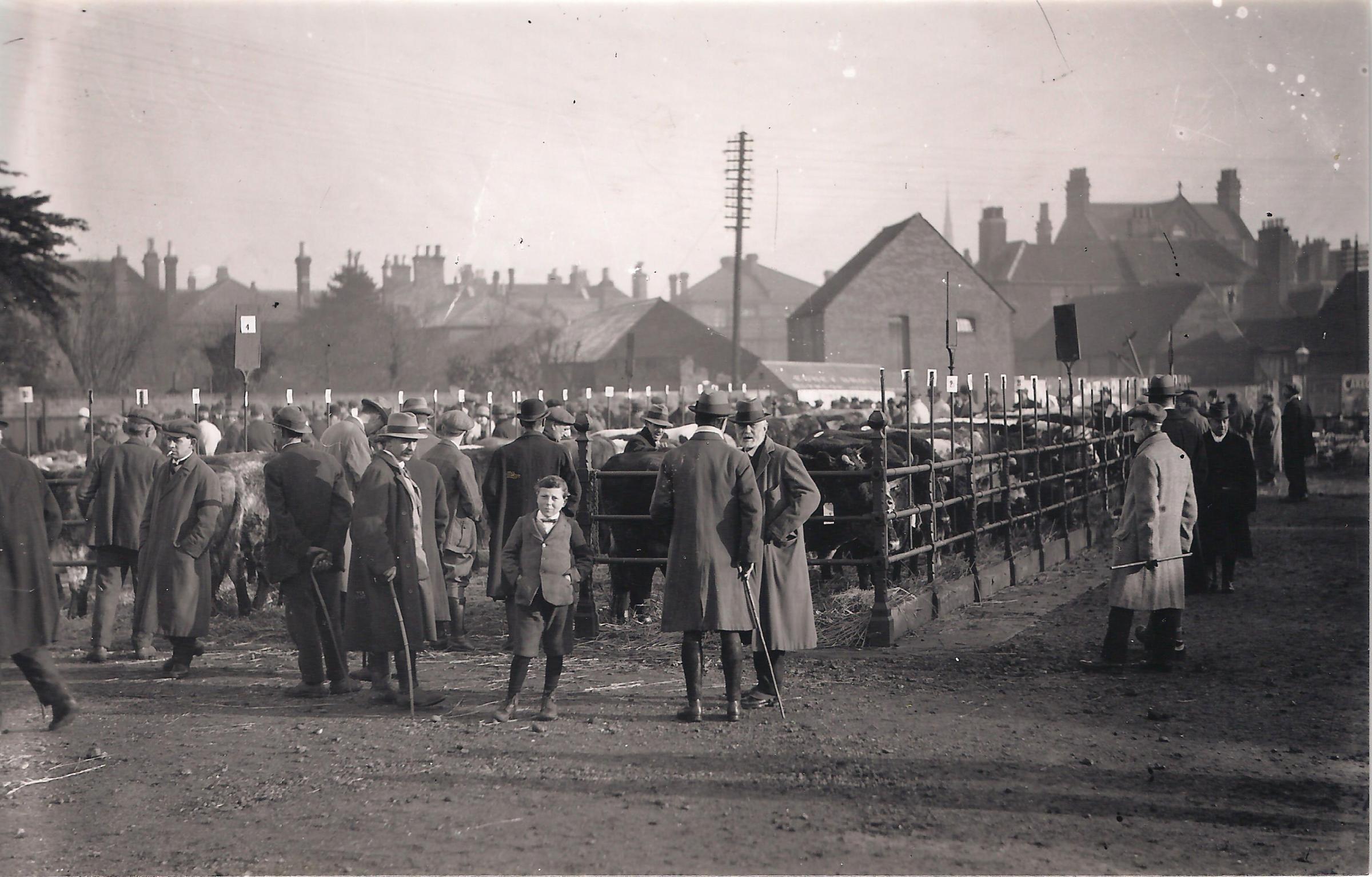 When cattle and pigs were sold in Watford - and caused the occasional stir