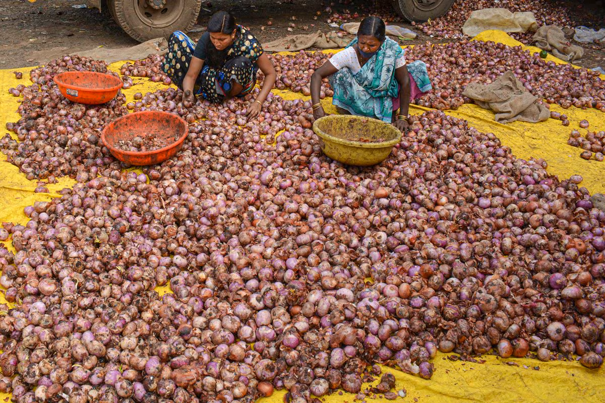 Festive Cheer for Households as Onion Prices Show Declining Trend after Touching Record Highs