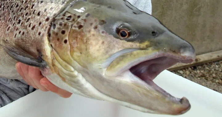 Fish can get hooked on meth in drug-polluted waters, study suggests