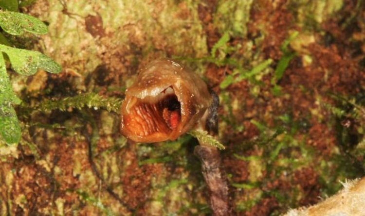 'World's ugliest orchid' on list of 156 plants and fungi discovered by scientists in 2020
