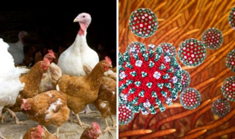 Bird flu symptoms: How many people died of bird flu? How do you catch it?
