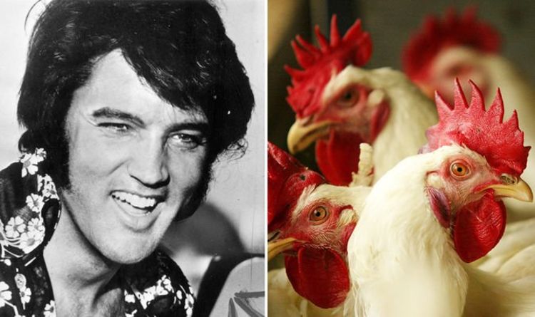 Elvis Presley put ‘farm animals in his limousine’ says cousin ‘He had crap all over him!’