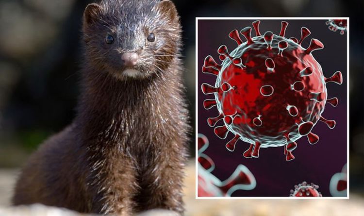 Coronavirus update: Mutated