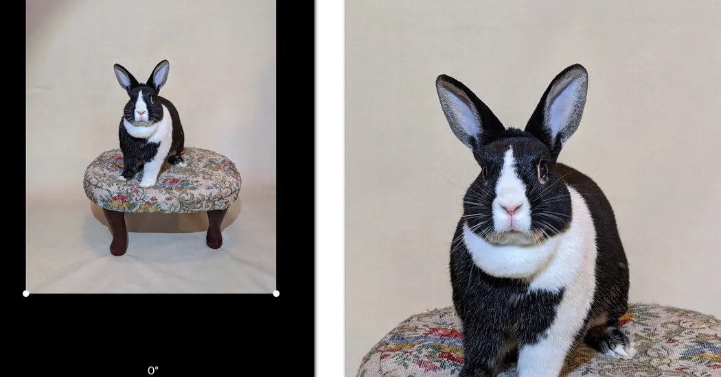 How to Take Better Pet Portraits