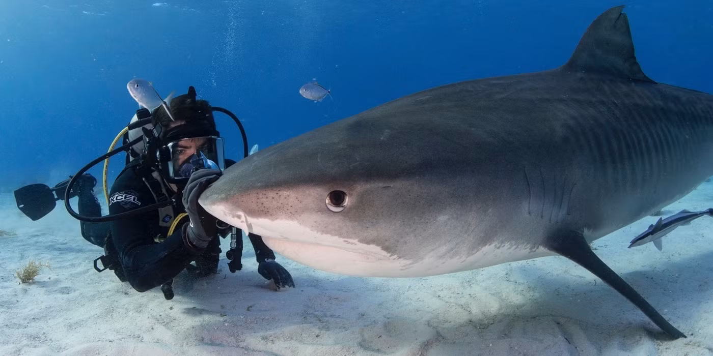 First 'FIN' Trailer Reveals Eli Roth's Thrilling Shark Documentary for Discovery+