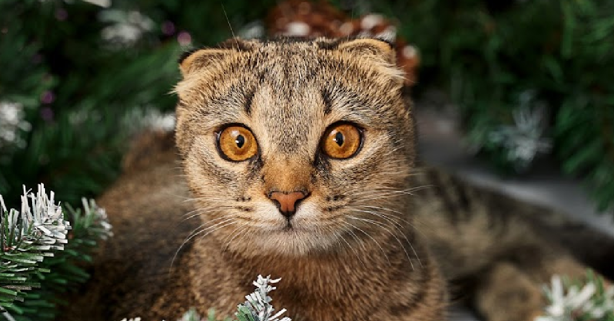 This Kitten Loves To 'Help' Decorate The Christmas Tree [Video]