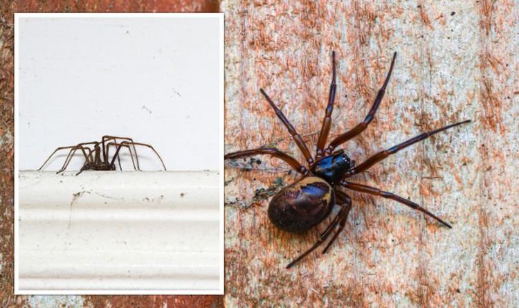 False widow outbreak: How to spot false widows and what to do if you get bitten