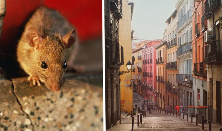 ‘Essential to act!’ Spanish authorities issue urgent warning over invasion of black rats