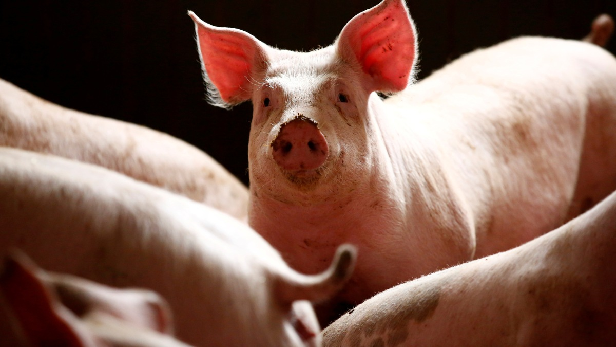 Plant-Based, Cellular to Replace 50 Percent Meat, Says Billionaire Investor
