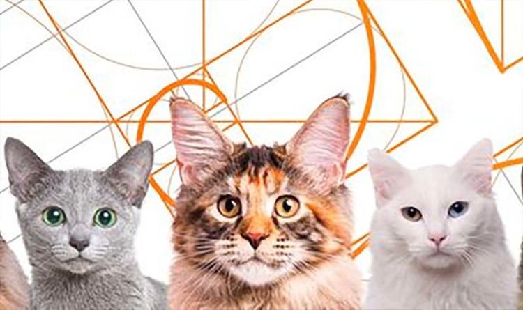 What is the most beautiful cat breed according to maths?